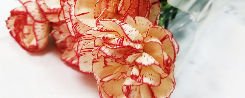 康乃馨播種時(shí)間和方法