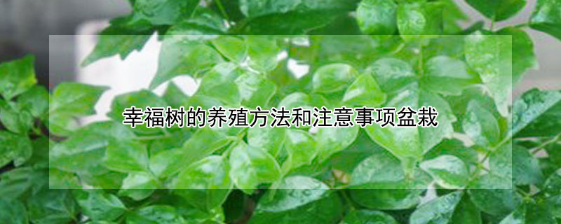 幸福樹(shù)的養(yǎng)殖方法和注意事項(xiàng)盆栽