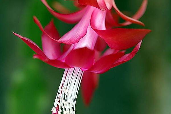 鴻運當(dāng)頭從播種到開花多長時間