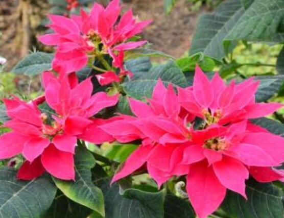 一品紅多久澆一次水，不同季節(jié)不同澆水量(澆則澆透)