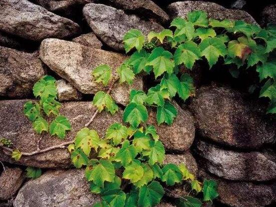 常春藤開花嗎，花期從秋季一直到春季