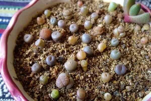 生石花怎么種，春季是生石花播種最佳時(shí)期