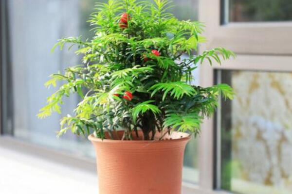 紅豆杉盆景養(yǎng)殖方法，做好這五步是關(guān)鍵