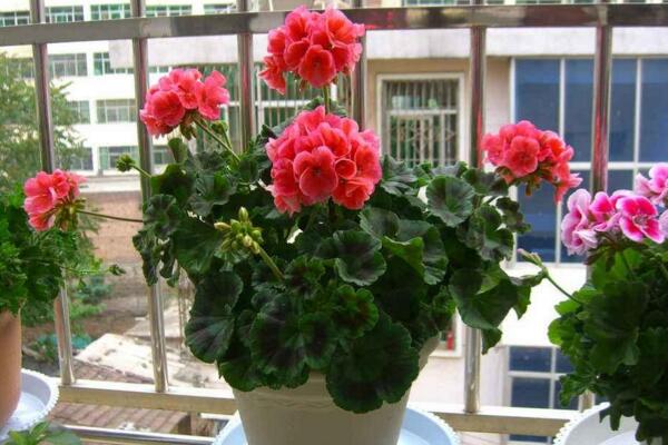 天竺葵冬天怎么養(yǎng)，做好以下5點才是關(guān)鍵