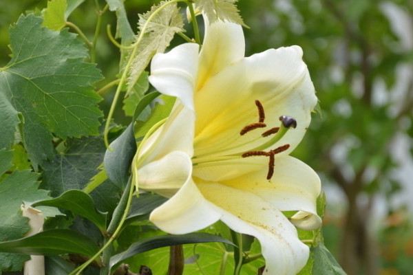 百合種球不發(fā)芽怎么辦