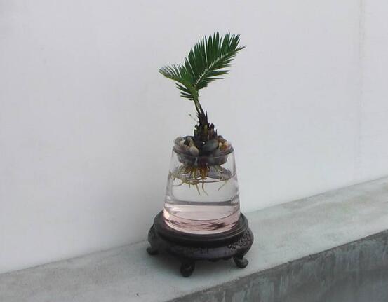 鐵樹可以水培嗎，鐵樹水培方法