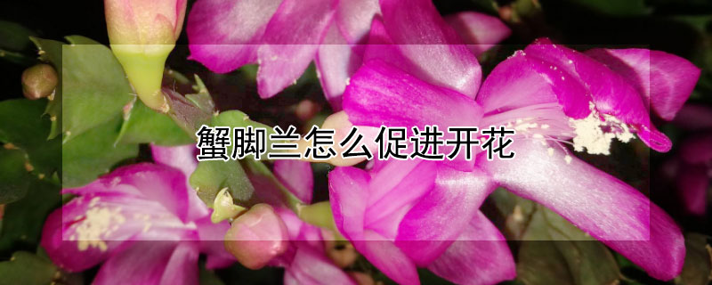 蟹腳蘭怎么促進(jìn)開花