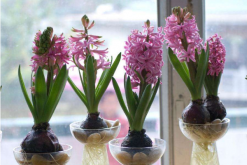 風信子花謝了怎么處理，花謝了不要丟、保留種球來年還可以開花