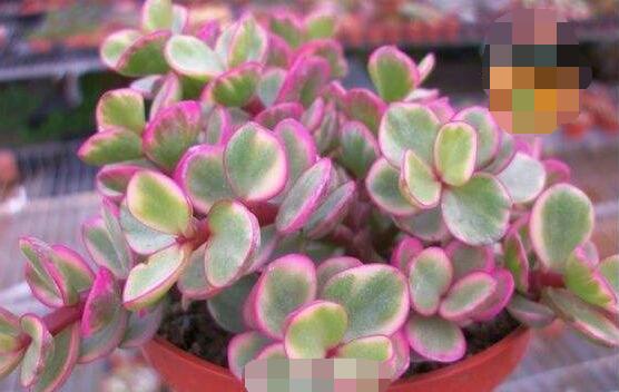 雅樂之舞怎么養(yǎng)出粉色，盆土合理/肥水結(jié)合/光照溫度適當