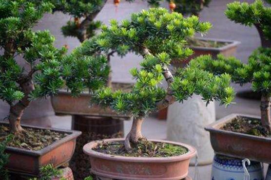 盆栽羅漢松怎么養(yǎng)，盆栽羅漢松養(yǎng)殖方法