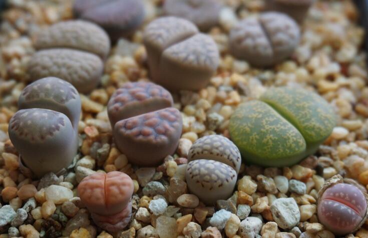 生石花怎么澆水，根據(jù)土壤的干濕程度來(lái)衡量澆水程度