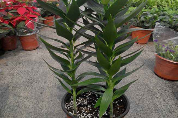 盆栽百合花的養(yǎng)殖方法和注意事項(xiàng)