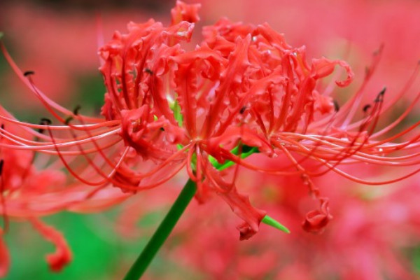 彼岸花球多久發(fā)芽