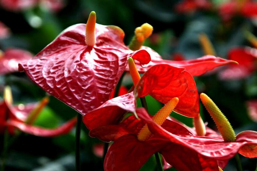 紅掌用什么土栽培，疏松、透氣、有營養(yǎng)很關(guān)鍵