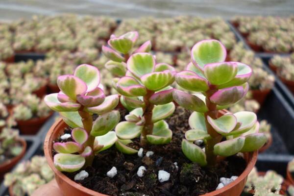 雅樂之舞如何安全過冬，保溫措施是最基本的要求