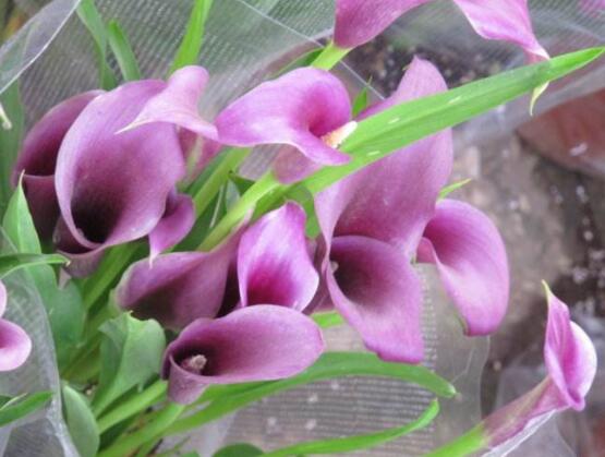 彩色馬蹄蓮能養(yǎng)幾年，通常養(yǎng)殖3-4年是沒有問題