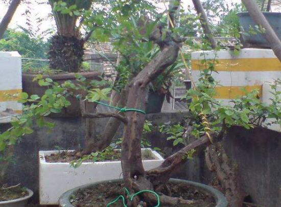 九里香怎么繁殖，九里香扦插繁殖方法