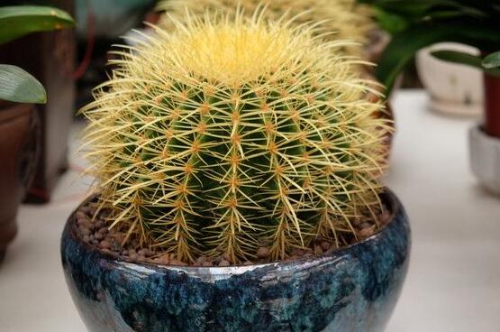 仙人球爛了怎么辦，及時(shí)修剪爛根、消毒/保持通風(fēng)透氣