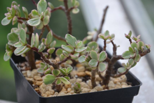 雅樂之舞怎么養(yǎng)成粉色，掌握以下要點是關(guān)鍵