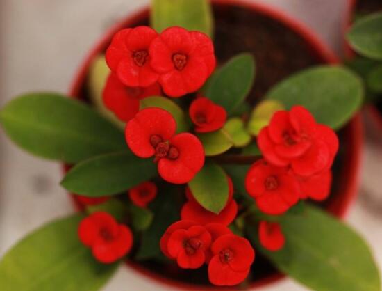 虎刺梅花瓣有毒嗎，皮膚接觸紅腫發(fā)癢/誤食惡心嘔吐