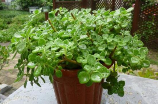 碰碰香怎么養(yǎng)茂盛，只需做好五個要點盆盆爆滿