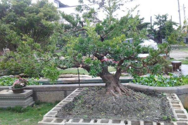 羅漢松的養(yǎng)殖方法