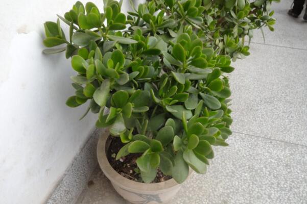 燕子掌冬天怎么養(yǎng)殖，做好以下4點(diǎn)可保植株順利越冬