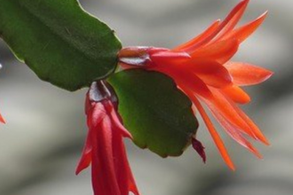 蟹爪蘭怎么養(yǎng)才能開(kāi)花不斷