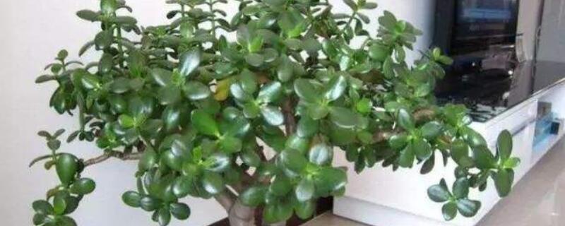 玉樹(shù)怎么水培發(fā)根