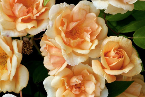 盆栽薔薇的養(yǎng)殖方法和注意事項(xiàng)