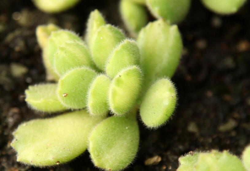 熊童子爛根了怎么辦，要及時的減少水份的補(bǔ)給和更換土壤