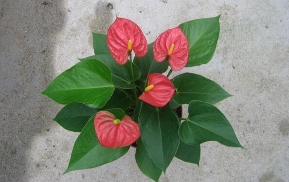 紅掌的催花方法，加強(qiáng)日常管理（溫度、光照、通風(fēng)、肥水）