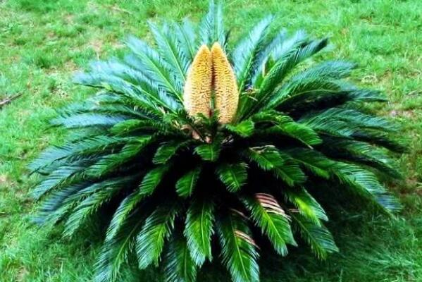 鐵樹(shù)能不能開(kāi)花，開(kāi)花寓意著大吉大利（能開(kāi)花）