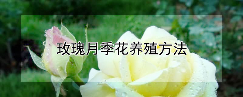 玫瑰月季花養(yǎng)殖方法