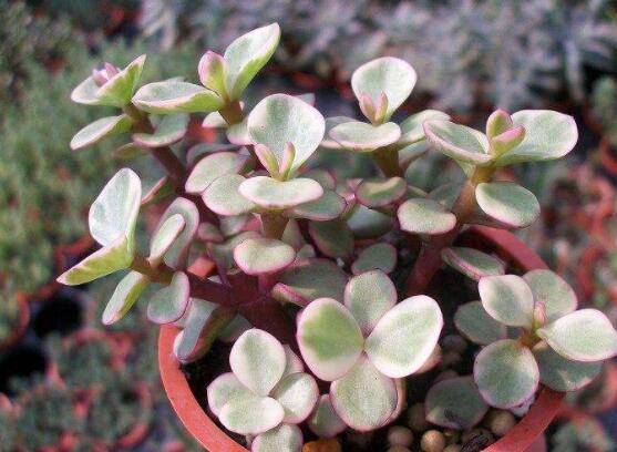 雅樂之舞怎么修剪，流枝修剪最為簡單(應(yīng)用廣泛)