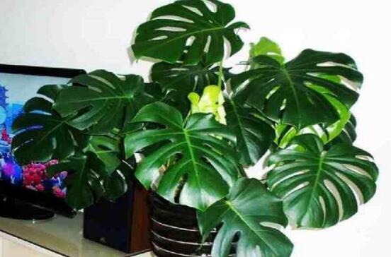 龜背竹的修剪方法圖解，主要以整株、枝頂、整修修剪為主