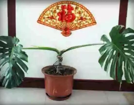 龜背竹滴水是怎么回事，只是一種正常的吐水現(xiàn)象(水分充足)