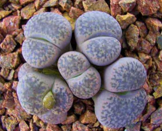 生石花移植方法，做好六點(diǎn)基本步驟成功率百分百