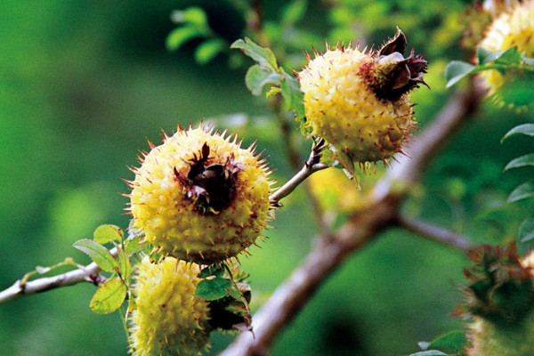 金櫻子種植地區(qū)與溫度