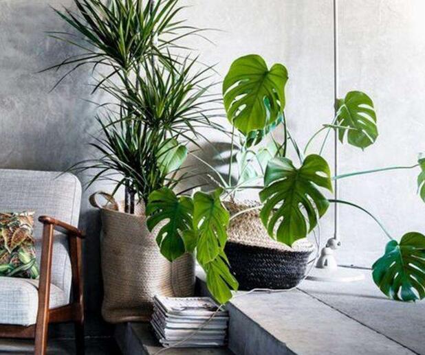 盆栽龜背竹的養(yǎng)殖方法，生長(zhǎng)所需的4個(gè)方面要點(diǎn)