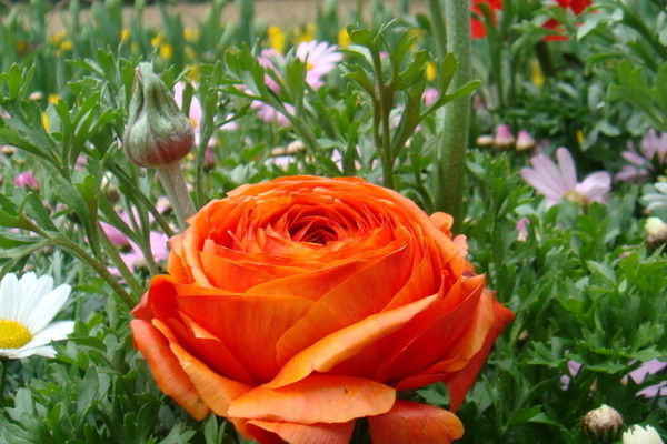 牡丹花盆景養(yǎng)殖方法