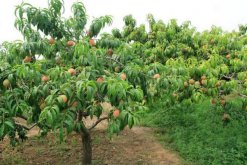 桃花的病害防治，4種常見病害講解