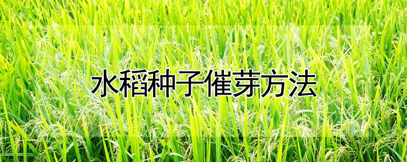 水稻種子催芽方法