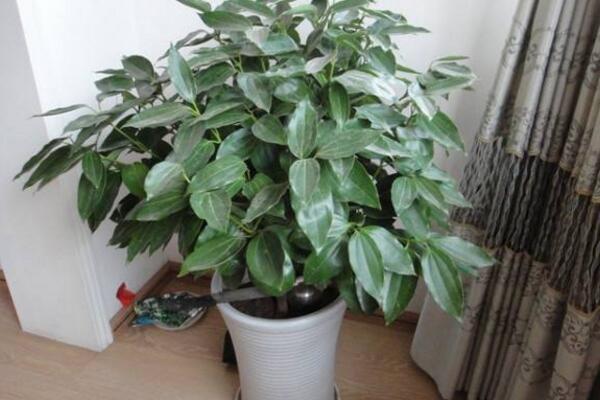 平安樹葉子尖發(fā)黑干枯，找到原因及時(shí)處理