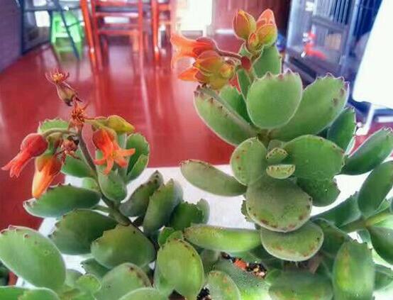 熊童子多久開(kāi)花，每年7-9月間含苞盛放(夏末秋初)