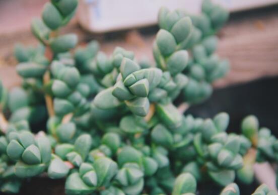 碧玉蓮葉子發(fā)黃變軟怎么辦，教你四種原因以及解決辦法