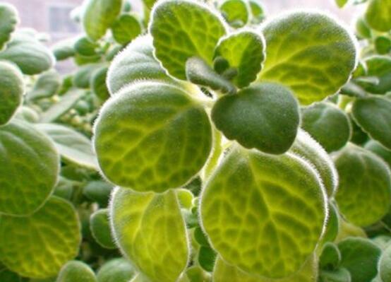 碰碰香冬天養(yǎng)殖方法，注意做好保溫保暖/減少澆水施肥