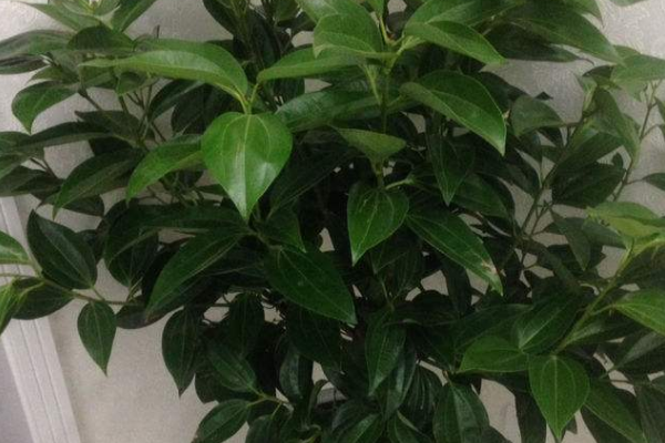 平安樹的繁殖方法，詳解播種和扦插兩種繁殖方法