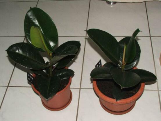 橡皮樹掉葉子還會長嗎，只要不死就會繼續(xù)生長(做好養(yǎng)護管理)