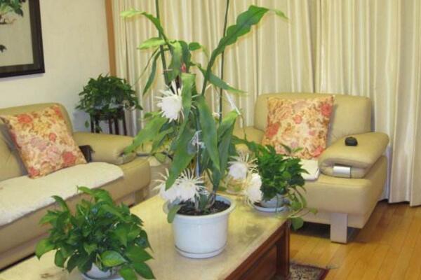 曇花幾年開(kāi)花，養(yǎng)殖三年左右才能開(kāi)花